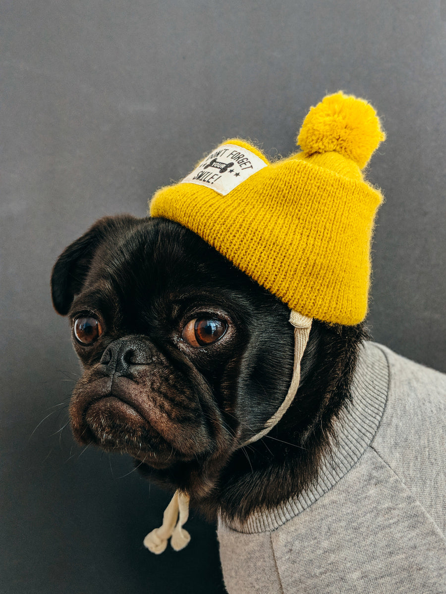 Yellow deals dog hat