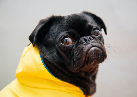 The best dog tshirt two