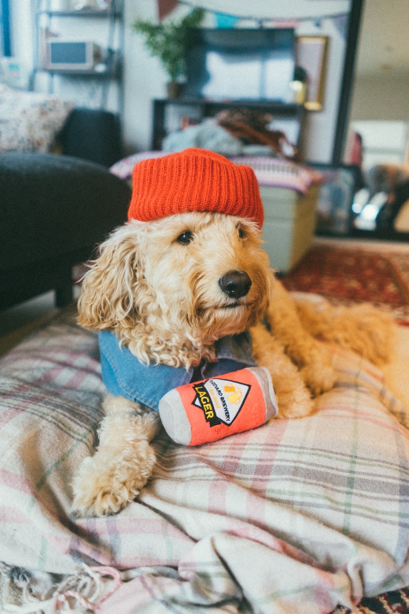 Cool dog hat